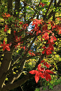 秋余假绿色天空季节性树叶红色乡村园艺季节蓝色花园背景图片
