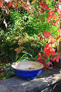 秋季蓝背景图片