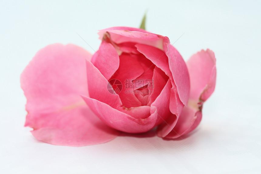粉红玫瑰花艺术婚礼新娘图片