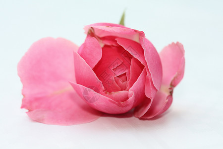 粉红玫瑰花艺术婚礼新娘背景图片