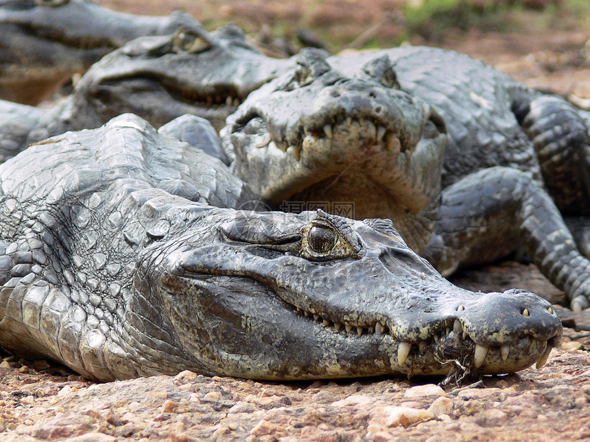 三个鳄鱼爬虫恐龙攻击牙齿动物沼泽地湿地图片