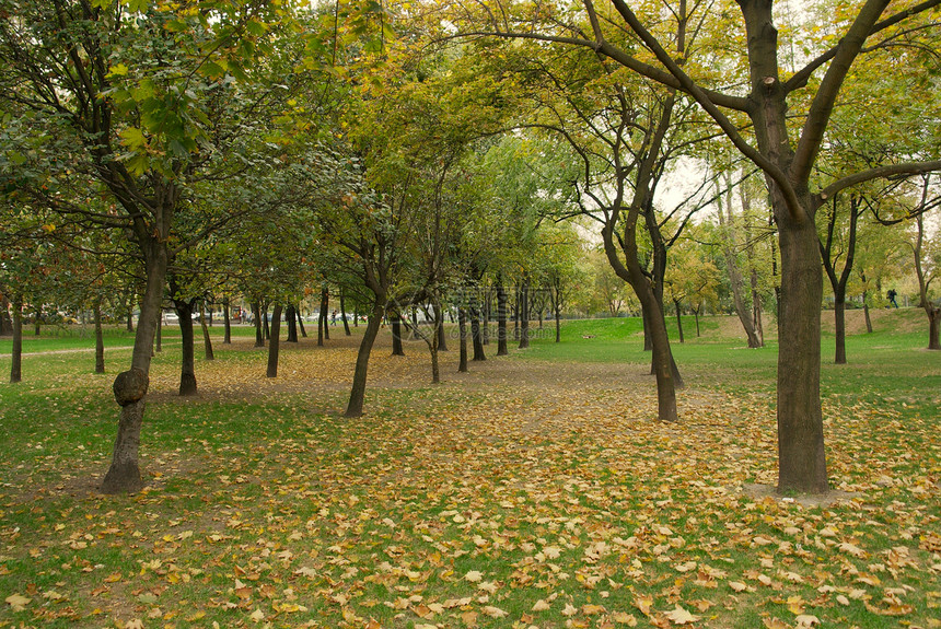 秋季花园叶子绿色地面植物黄色后院场地棕色树叶图片
