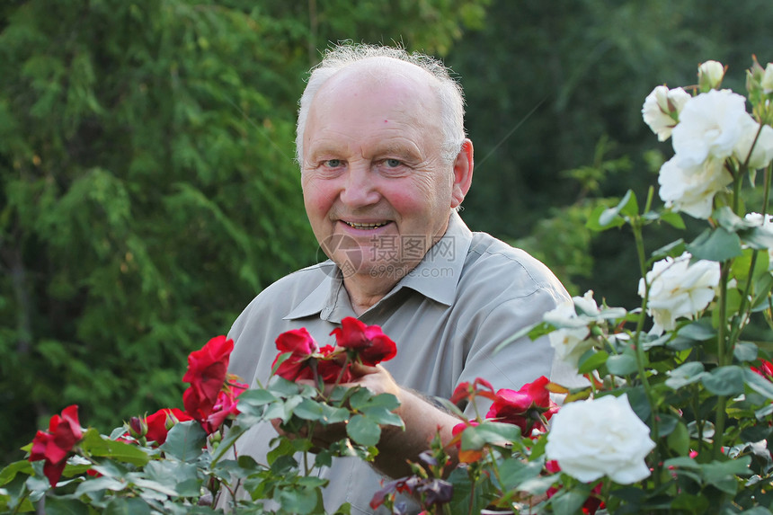 玫瑰种植者的肖像爱好快乐祖父享受生活男性花园院子老年男人图片