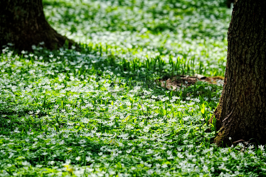 地毯国家公园叶子木头环境多叶绿色树叶乡村植物图片