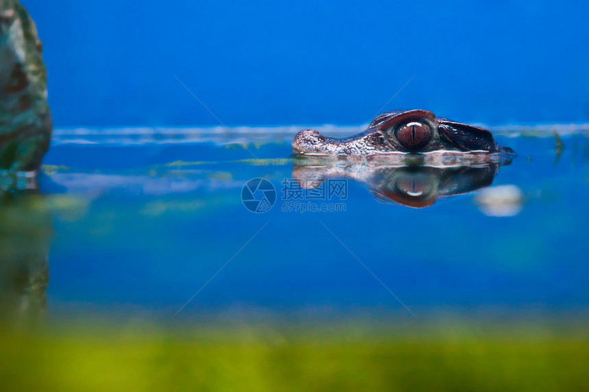 小鳄鱼头在水面上水族馆动物园食肉反射蓝色野生动物荒野脊椎动物动物游泳图片