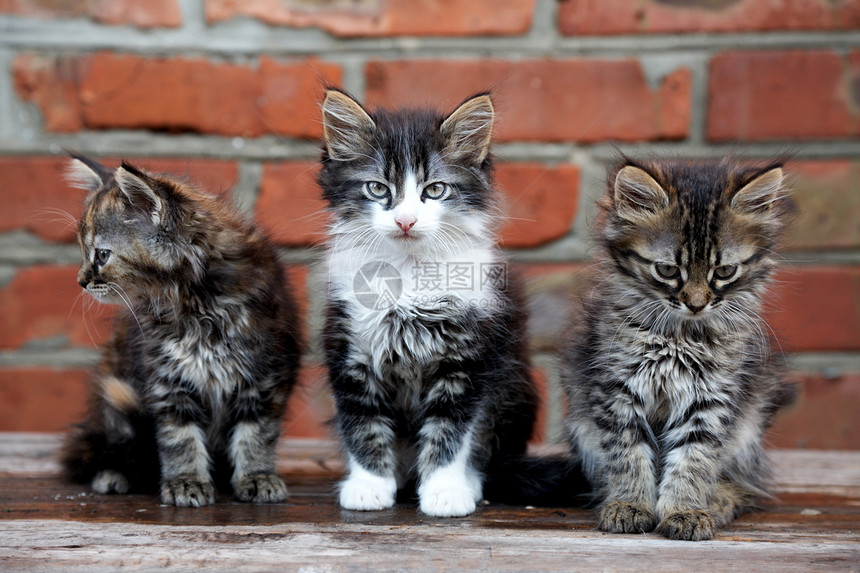 三只小猫在砖头背景上宠物家庭哺乳动物混种团体毛皮虎斑猫咪休息猫科动物图片