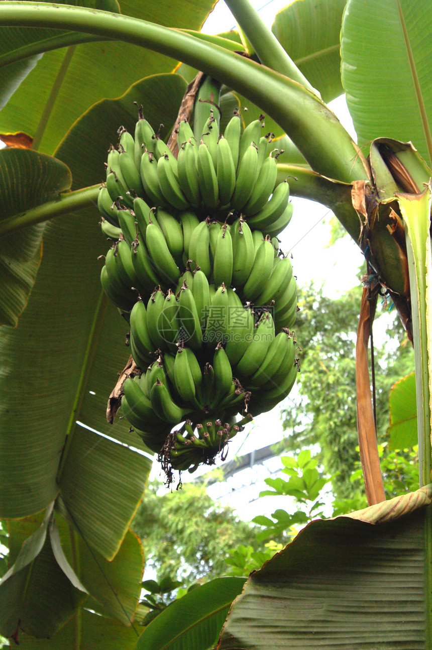 树上种植的香蕉图片