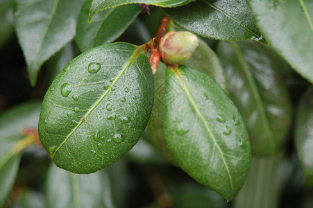 绿叶上的新雨滴绿色树叶叶子飞沫水滴背景图片