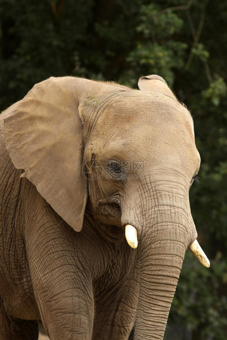 非洲大象的肖像图片