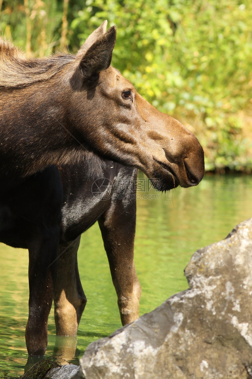 驼鹿荒野哺乳动物岩石棕色动物毛皮灰色野生动物图片