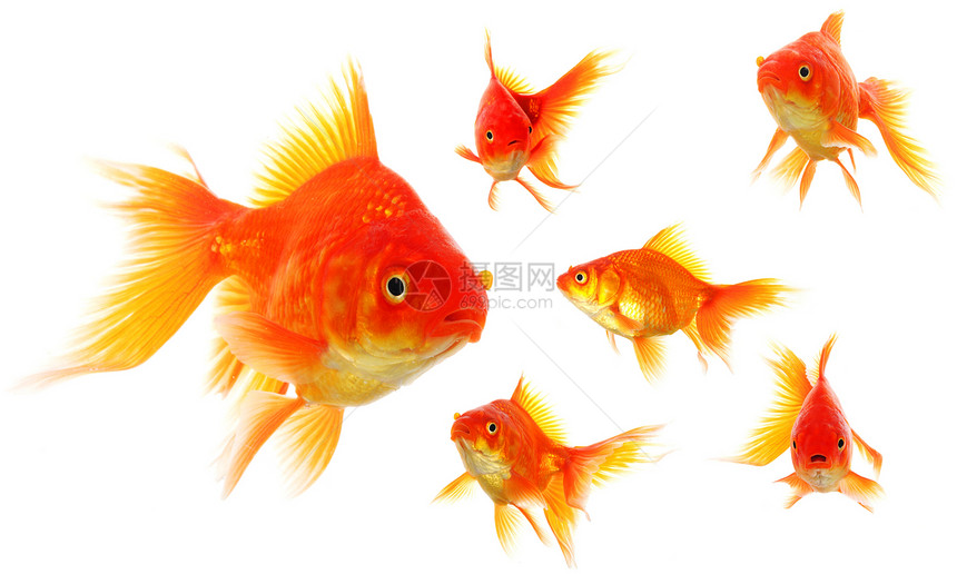 金金鱼鱼缸白色橙子水族馆游泳宠物生态玻璃金子动物图片
