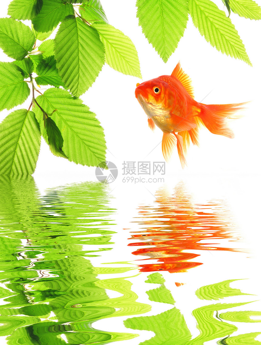 金金鱼动物分支机构环境反射晴天生态温泉树叶草地叶子图片