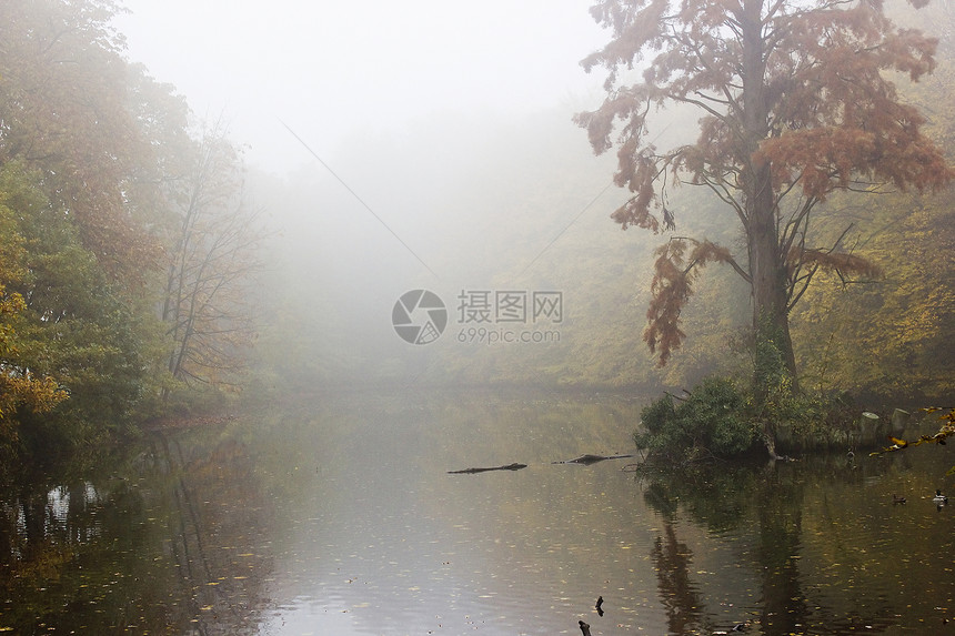 湖上雾雾的清晨森林情绪公园反射早色风景植物群天气图片