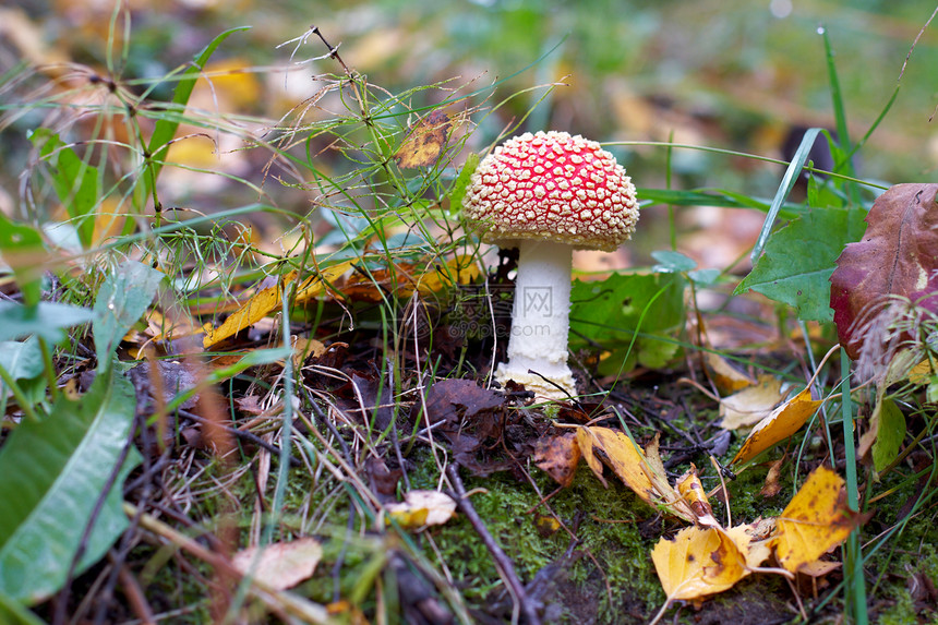 阿曼尼塔蘑菇沼泽地药品毒蝇林地危险森林生长季节真菌家庭图片