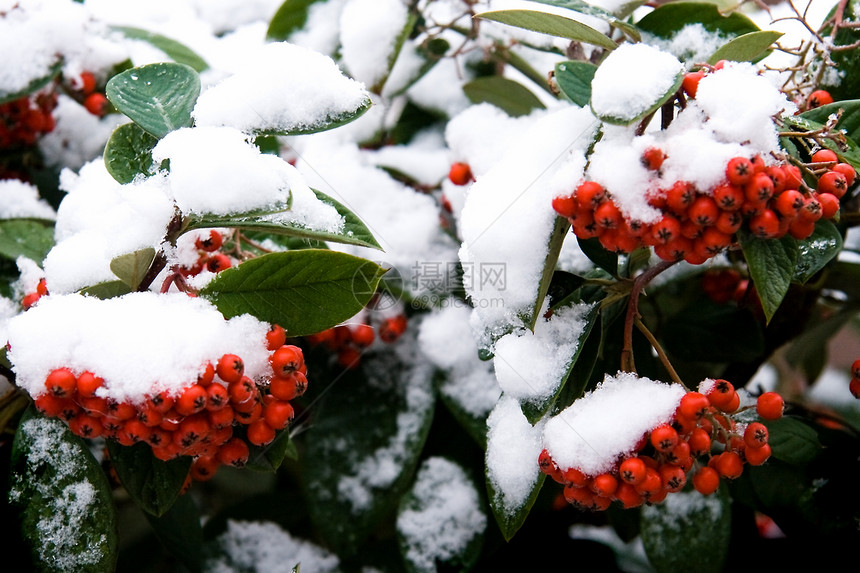 冬天的红莓果和雪花树叶浆果白色雪帽绿色图片