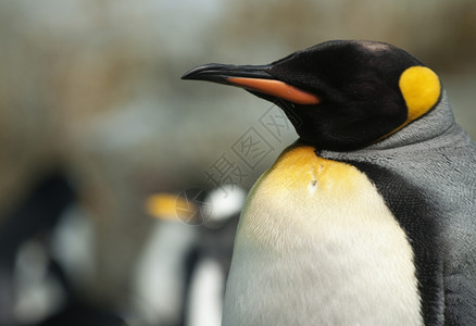 企鹅王羽毛国王白色身体黑色野生动物背景图片