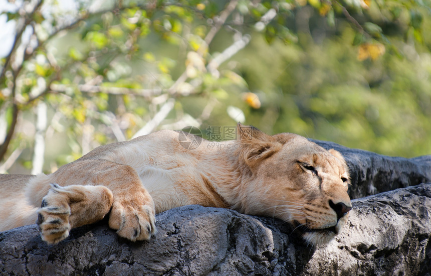 狮子国王野生动物哺乳动物眼睛豹属破坏动物群荒野图片
