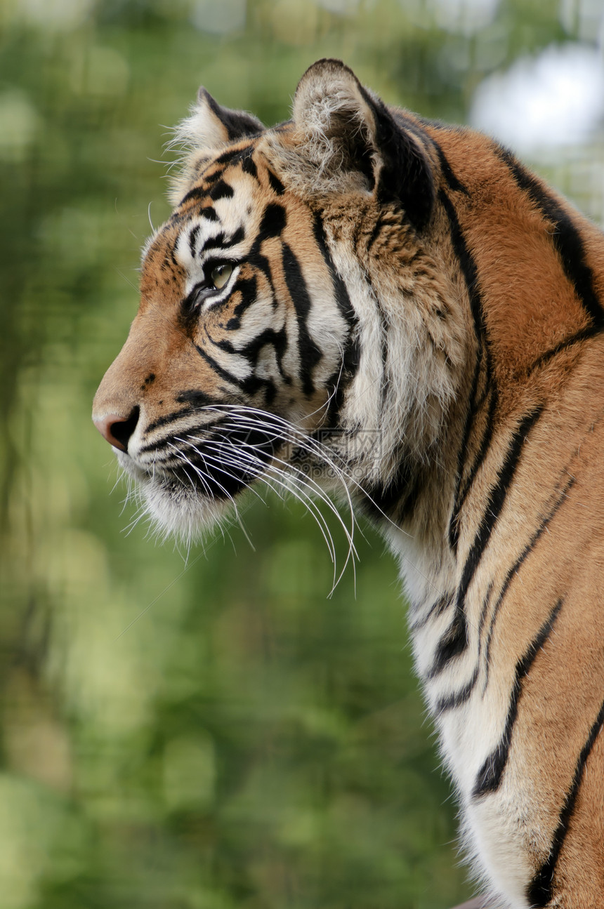 苏门特兰虎哺乳动物黑色濒危白色棕色橙子条纹野生动物图片