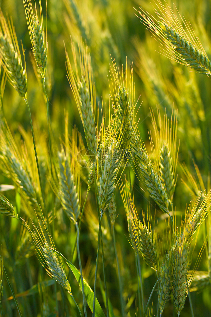 小麦闭耳耳朵食物稻草植物场地种子谷物大麦锥体晴天城市图片
