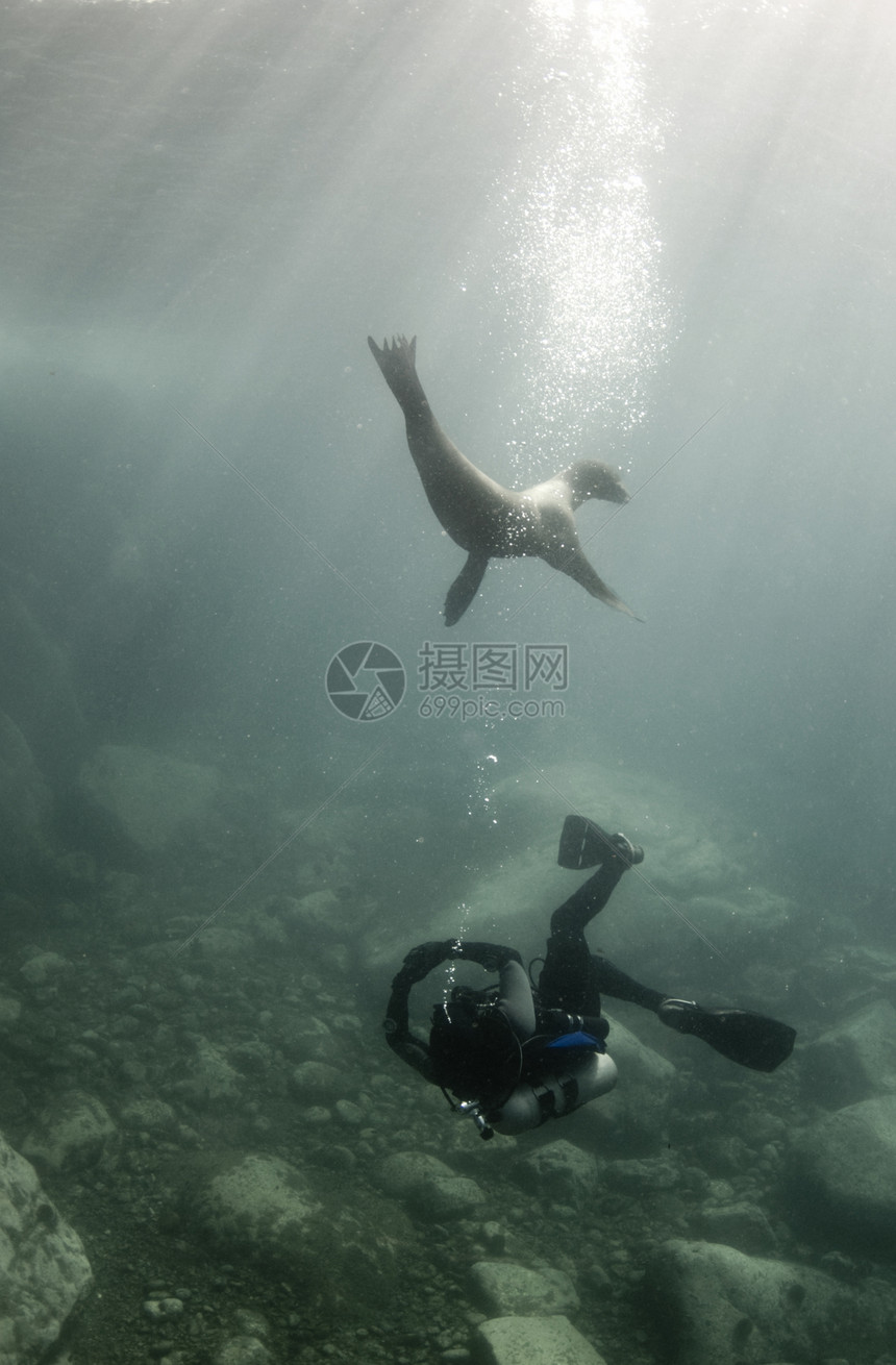 与海狮和海狮图片