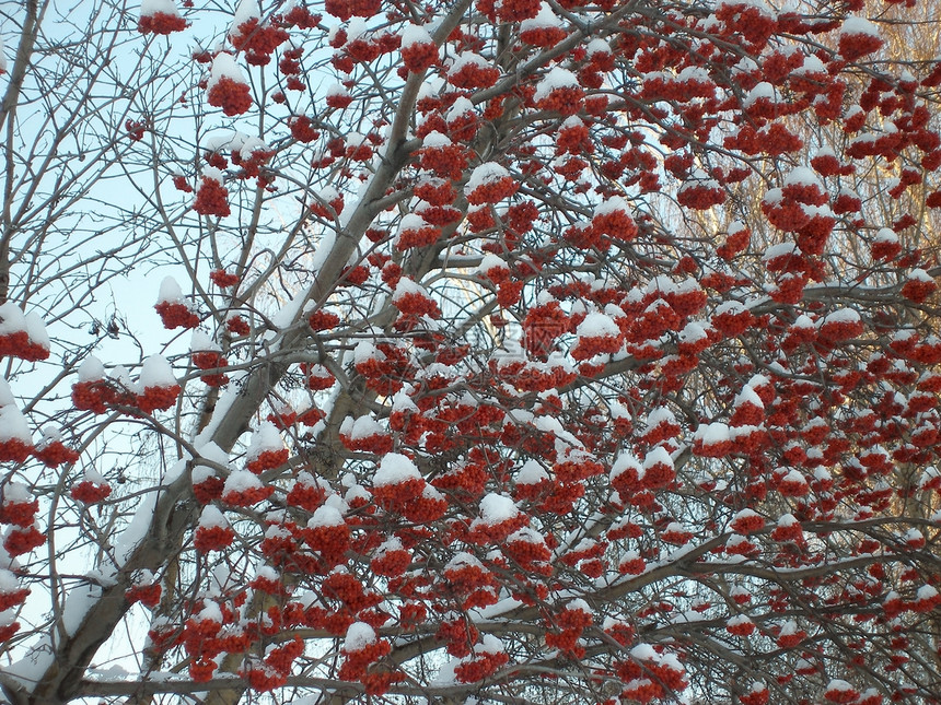 冬季山灰灰生态新年季节植物群生物学花园森林枝条维生素植物学图片