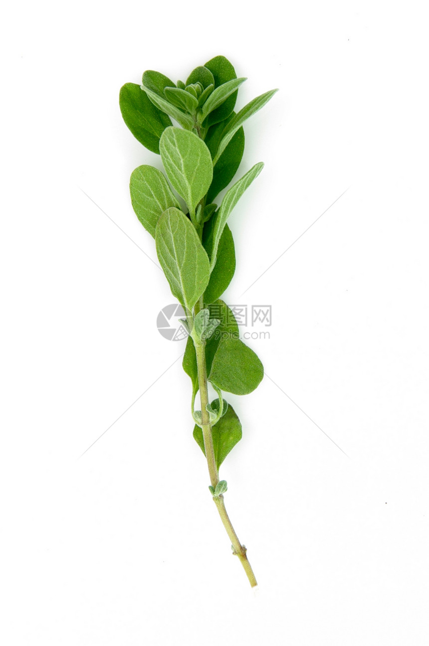 奥里根诺语Name绿色植物叶子草本植物食物芳香图片