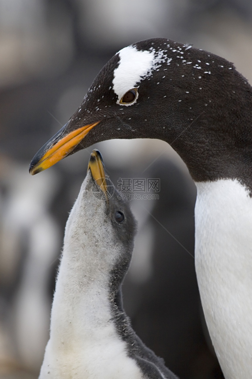 Gentoo 企鹅金图食物小鸡野生动物图片