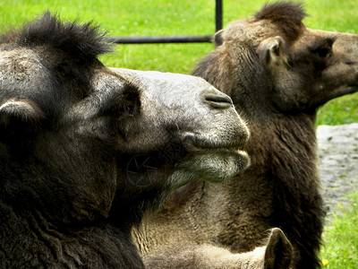 黄玉旅行骆驼哺乳动物动物亲戚动物园背景图片