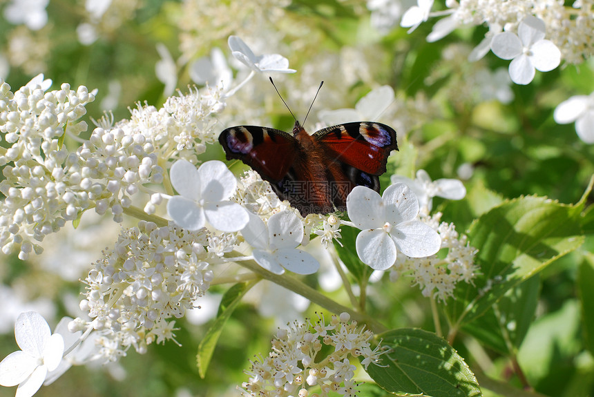 白花朵上的蝴蝶 白色的杂草花图片