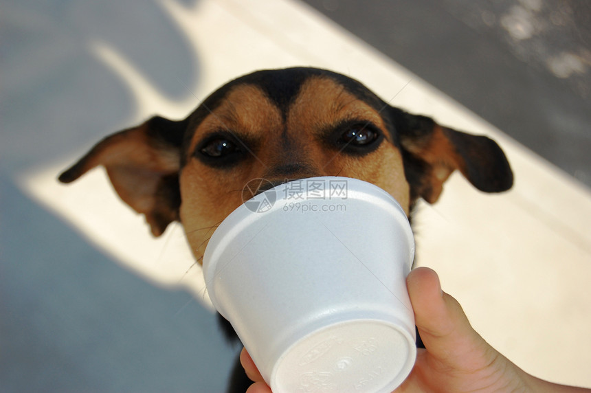 狗用饮用水犬类图片