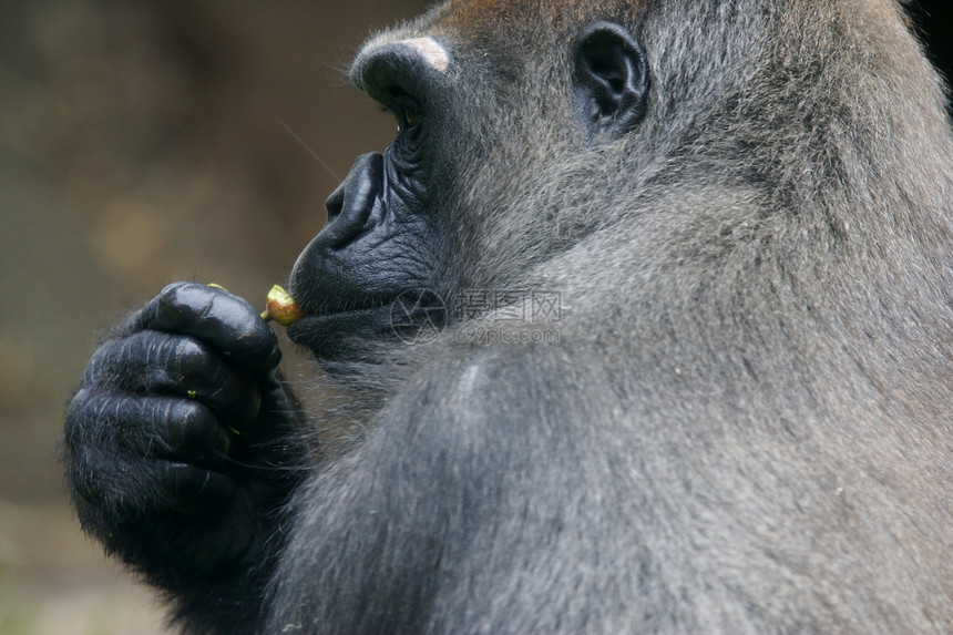 西部低地大猩猩荒野野生动物动物人猿灵长类猴子图片