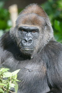 西部低地大猩猩人猿野生动物猴子荒野动物灵长类背景图片