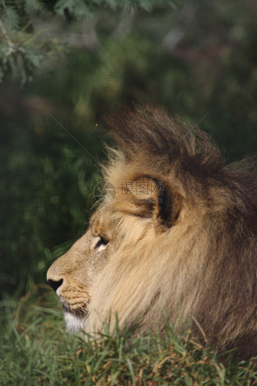 非洲狮子会自豪动物野生动物男性荒野图片