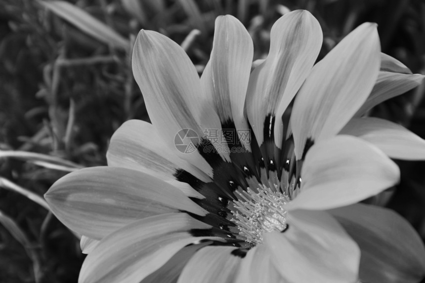 Daisy 花朵雏菊植物群森林白色植物黑色公园图片