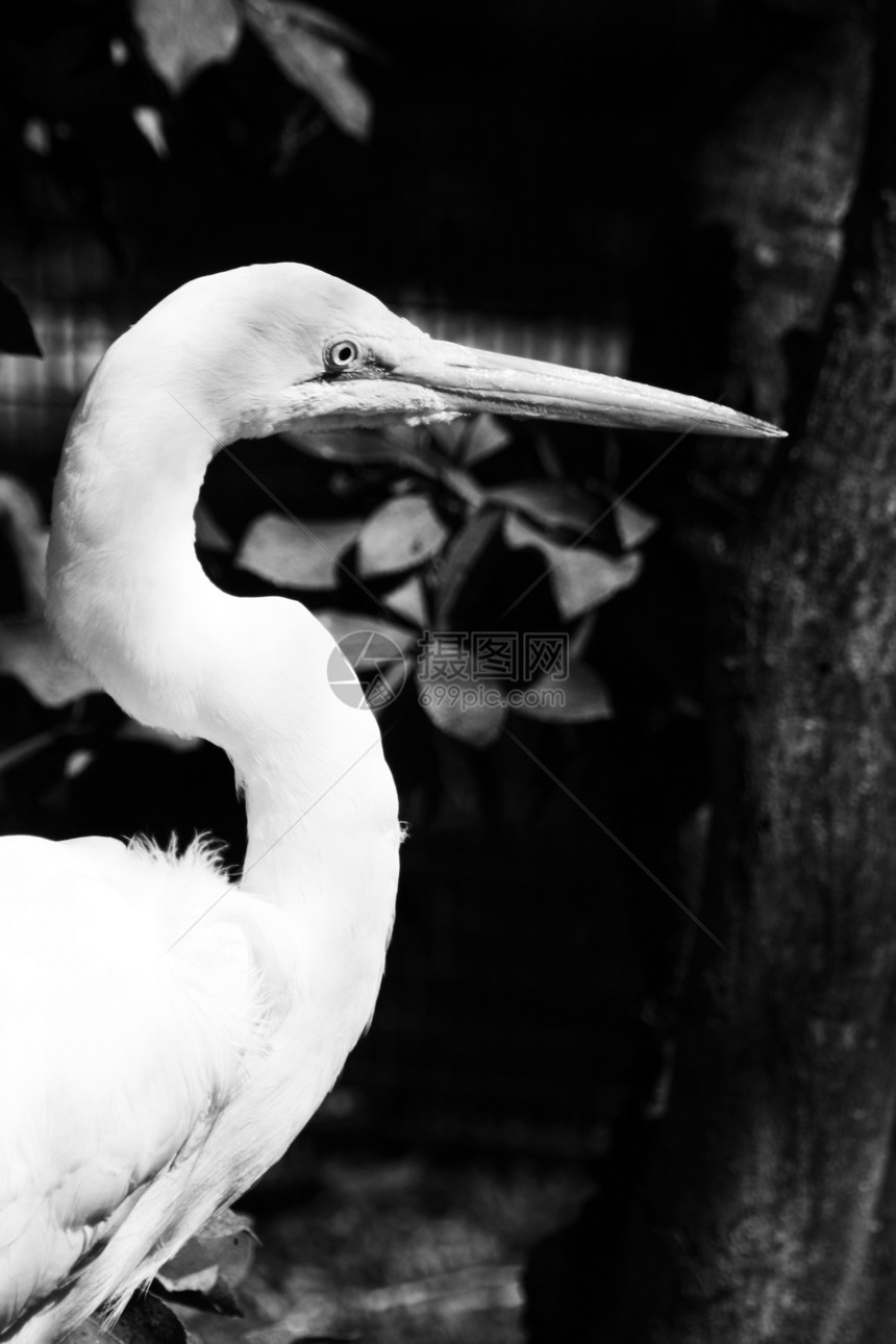 白色大白 Egret公园黑色动物园森林白鹭图片
