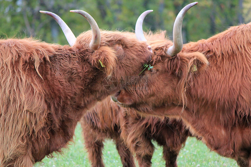 苏格兰牛头图片