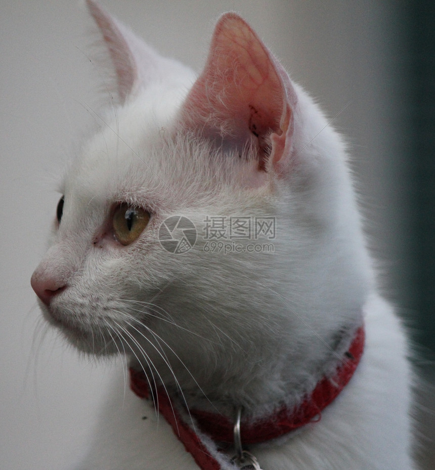 猫咪生态毛皮红色小猫猫科动物动物白色宠物胡须图片