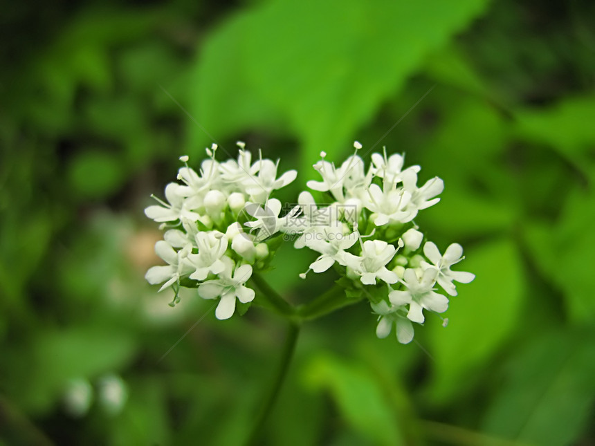 白花国家乡村植物学植物群季节性野花花园绿色农村园艺图片