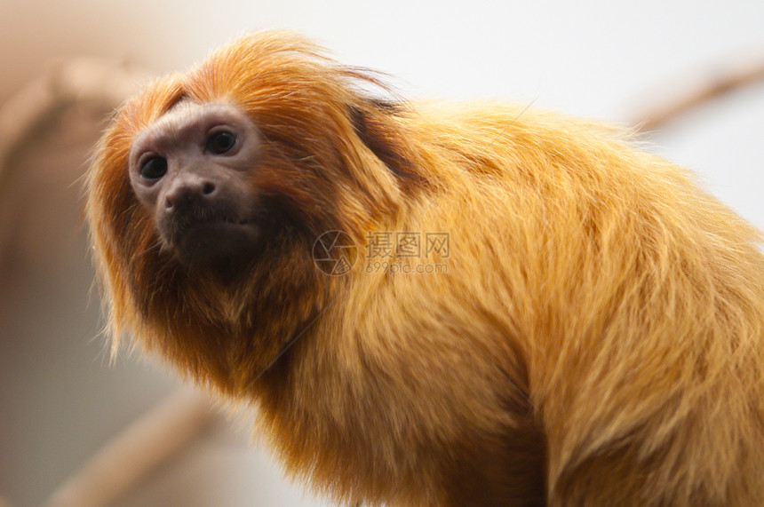 金色的狮子塔马林猴子 利昂托皮克斯罗萨利亚俘虏动物狨猴丛林食物濒危荒野野生动物团体生物图片