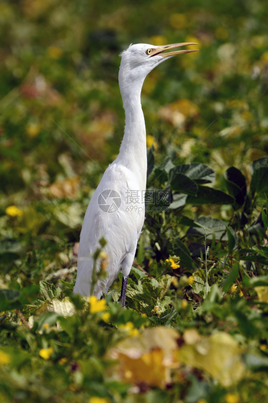 Egret 电子格雷特荒野尾巴羽毛自由眼睛翅膀白鹭配种观鸟野生动物图片