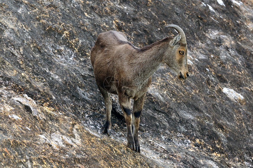 尼尔吉里塔赫尔濒危哺乳动物毛皮异国牛角公园山坡国家野生动物情调图片