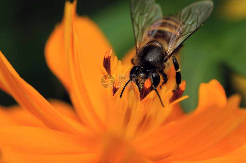 蜜蜂花粉蜂蜜车站植物昆虫养蜂业工作紫色宏观野生动物图片
