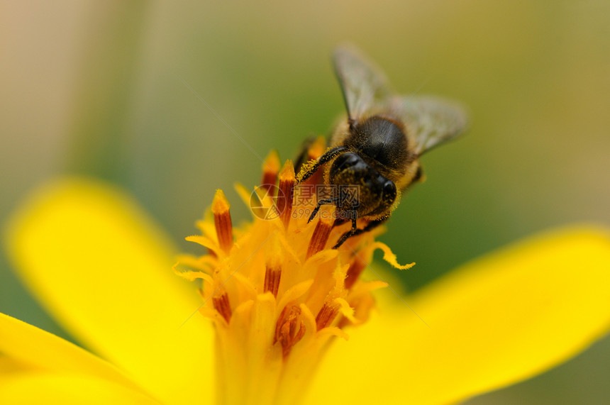 蜜蜂工作养蜂业荒野翅膀雏菊宏观花粉蜂蜜野生动物花瓣图片
