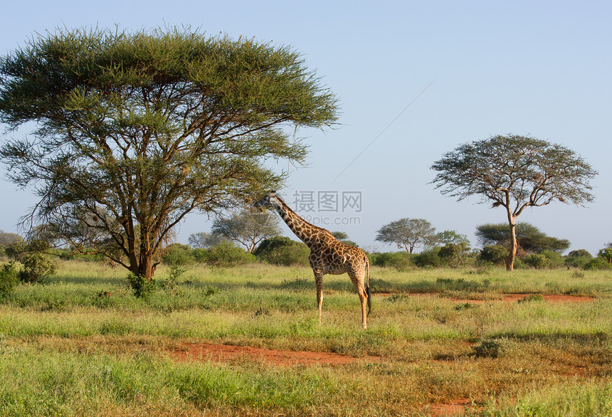 非洲长颈鹿旅游地形野生动物旅行哺乳动物棕色公园风景脖子图片