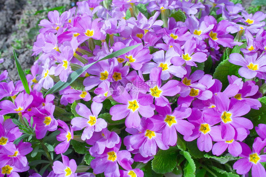 primrose 红园丁花朵植物植物学季节春花公园杂交种园艺花店图片