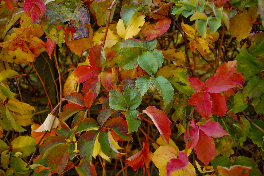 秋季石头红色叶子浆果橙子树叶绿色树木黄色季节图片