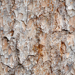 无缝纹理-松树皮背景图片