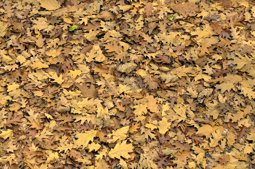 秋季背景金子花园红色橙子季节棕色叶子季节性环境黄色图片