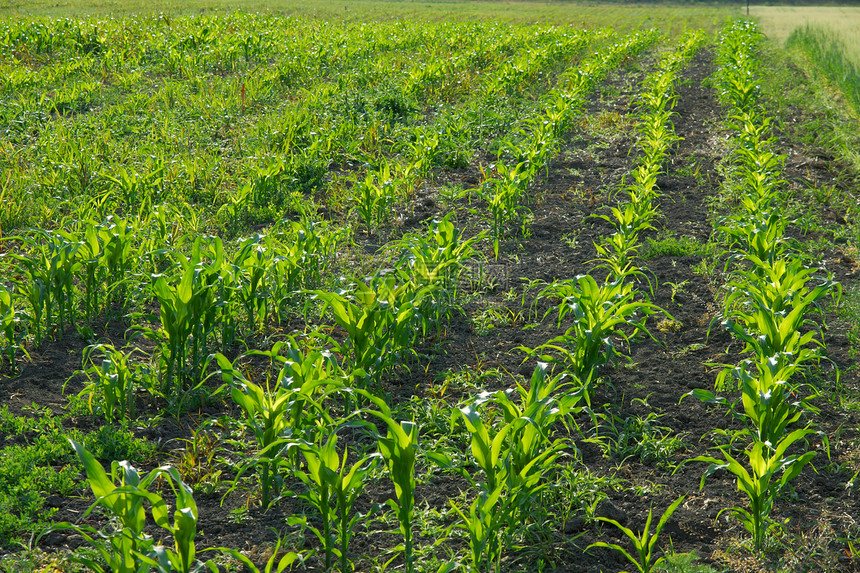 农业场地农田农场土地农村玉米植物土壤国家环境图片