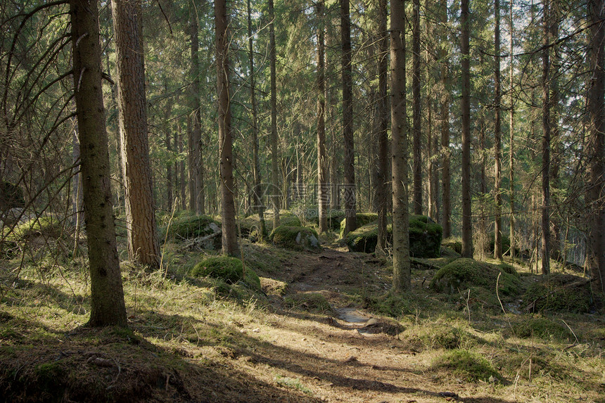 森林爬坡风景植被树木分支机构绿色植物国家天空农村生活图片